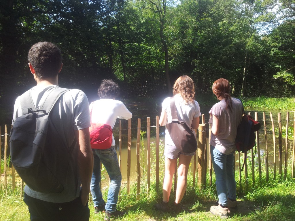 Watching dragonflies