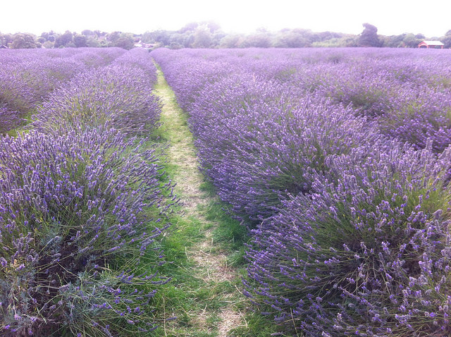 Lavender rows