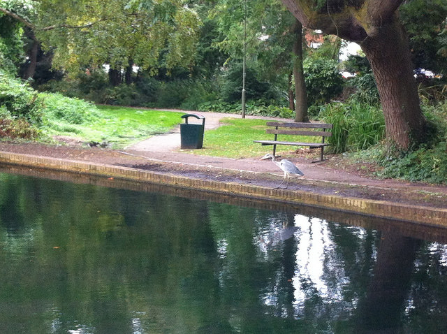 Hogsmill heron