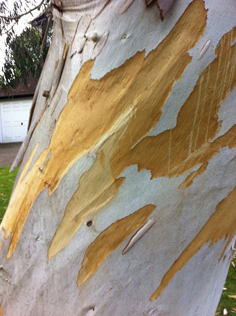 Silver birch wound wood 