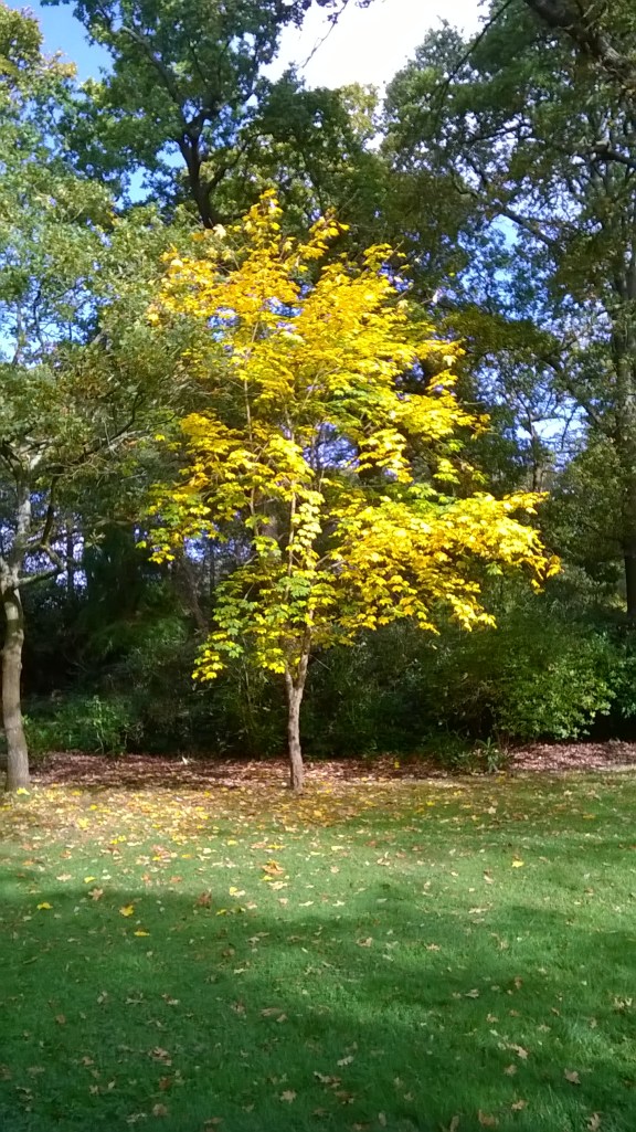 But there's a tree, of many, one...