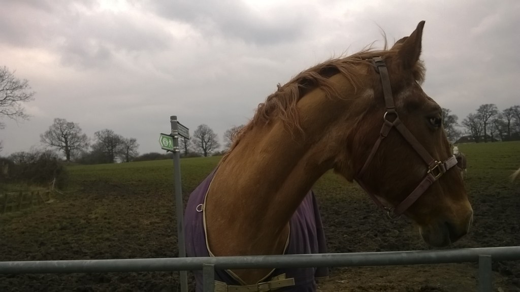 WP_20150315_13_02_34_Pro 1