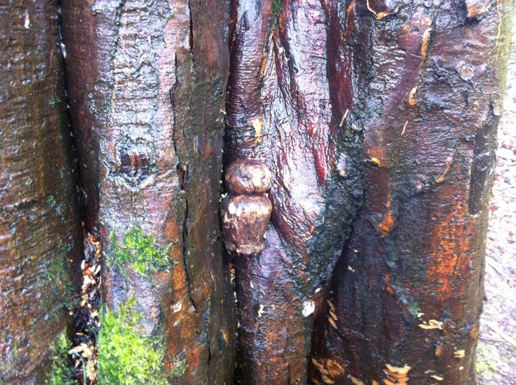 Owlish magic in Camlet