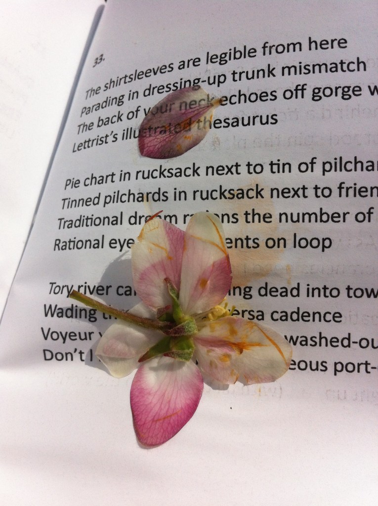 Pie chart in rucksack next to tin