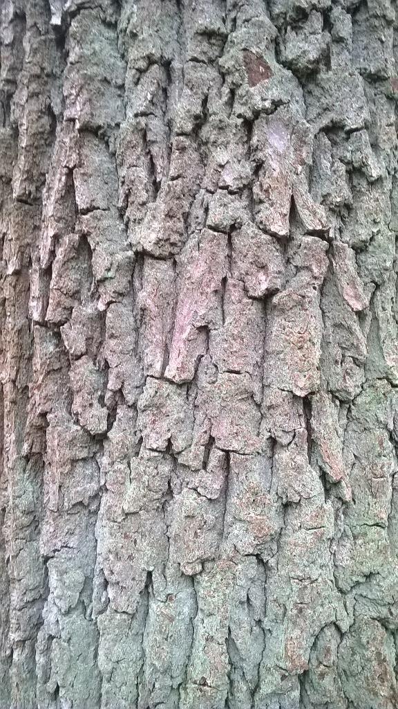 Bark