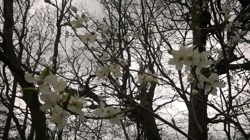 May on the bull's hide / and through the dale / furrows fill with May
